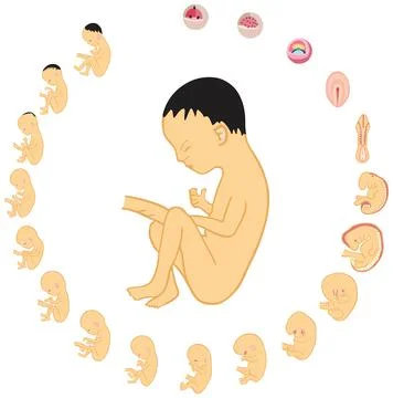 Fetus development stages size during pregnancy infographic diagram Stock Illustration