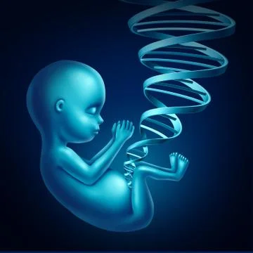 Fetus DNA Stock Illustration