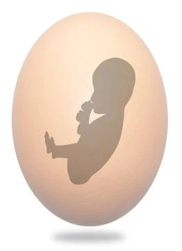 Fetus in egg Illustrazione stock