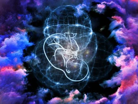 Fetus Evolution Illustrazione stock