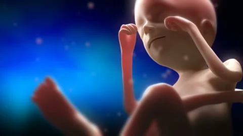 Fetus Video stock 7732283