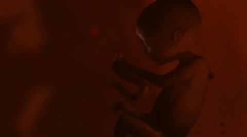 Fetus Stock Footage 21299293