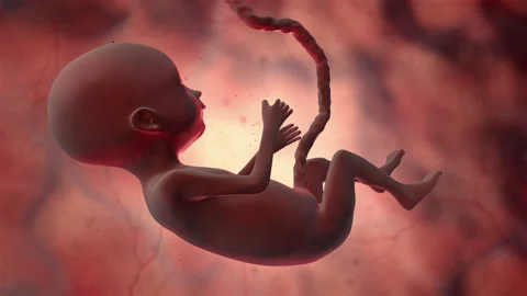 Fetus Stock Footage 98555491