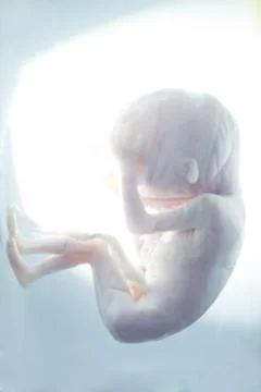 Fetus in formalin solution Stock Photos
