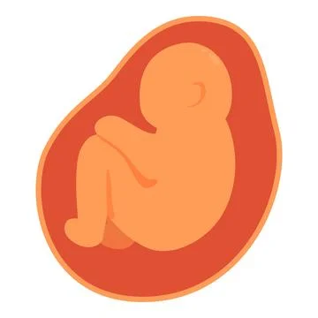 Fetus growing inside placenta, human embryo development illustration Stock Illustration