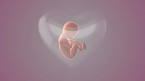 Fetus inside the heart shape of womb Stock Illustration