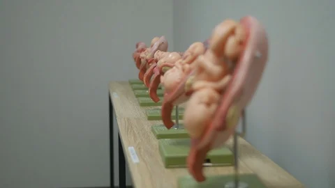 Fetus Models2 Video stock 118422535