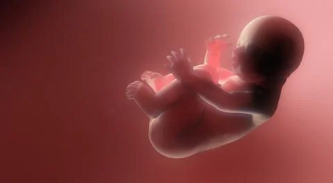 Fetus on pink. Unborn child. Baby. Stock Photos