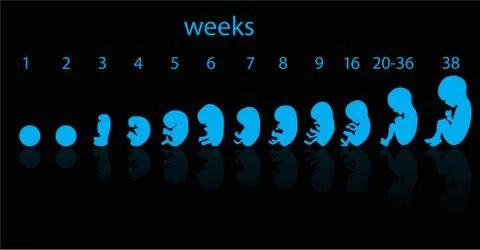 Fetus stages Illustrazione stock