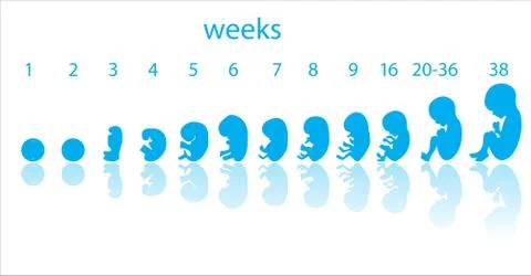 Fetus stages Stock Illustration