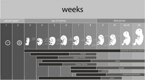 Fetus stages Stock Illustration