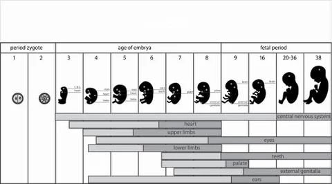 Fetus stages Stock Illustration