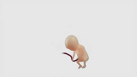Fetus Turning Into Baby Stock Footage 237745902