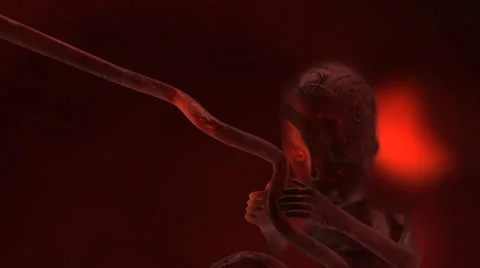 Fetus in Uterus animation Stock Footage 48905426
