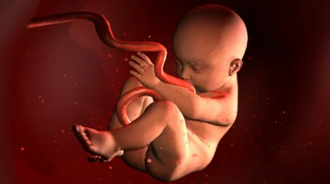 Fetus in Uterus, funny concept animation Stock Footage 48905459