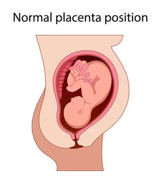 Fetus in Uterus Stock Illustration