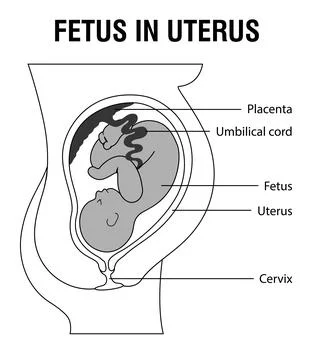 Fetus in Uterus Stock Illustration