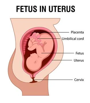 Fetus in Uterus Stock Illustration
