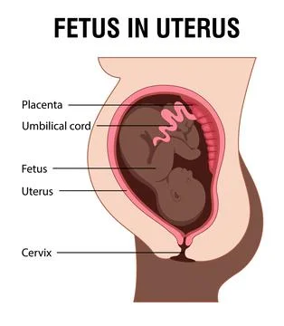 Fetus in Uterus Stock Illustration