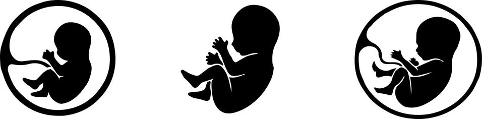 Fetus vector illustration isolated on background Stock Illustration