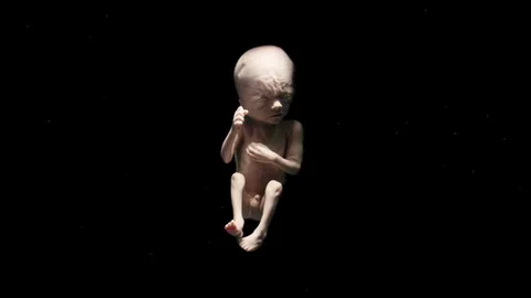 Fetus in Womb Stock Footage 70497137