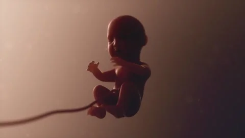 Fetus in womb Stock Footage 309649128