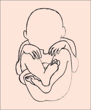 Fetus in Womb Stock Illustration