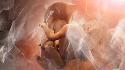 Fetus in Womb SIde View Stock Footage 92448196