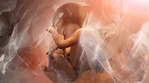 Fetus in Womb View from Side Stock Footage 92440833