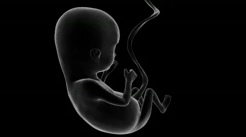 Fetus xray Видео 371326