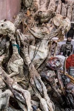 Fetuses lam Stock Photos