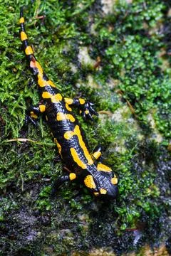 Feuersalamander Feuersalamander in Deutschland Fire Salamander in Germany ... Stock Photos