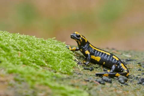 Feuersalamander, Salamandra salamandra, european fire salamander Feuersala... Stock Photos