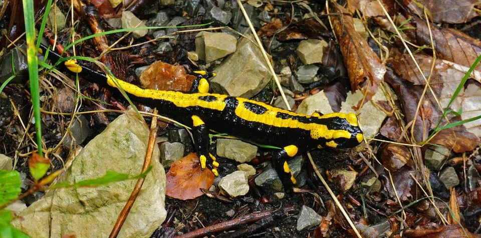 Feuersalamander; salamandra salamandra; fire salamander; Feuersalamander; ... Stock Photos