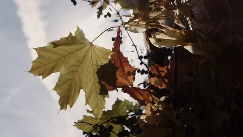 Feuille d'arbre au vent et au soleil Stockbeeldmateriaal 100544584