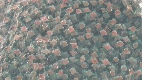 Fever of Flying Rays Stock Footage 169768399