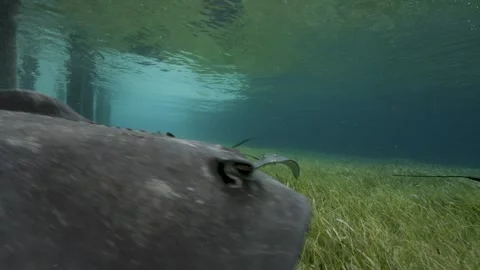 A Fever of Sting Rays hunting Stock Footage 316797350