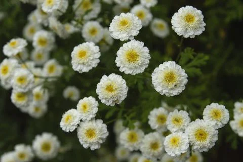 Feverfew blossoms Stock Photos
