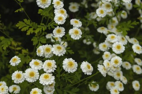 Feverfew blossoms Stock Photos
