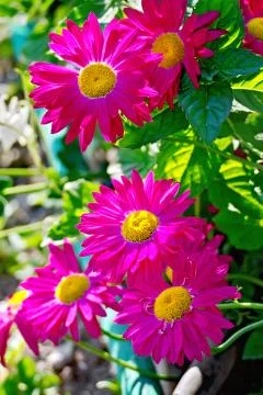 Feverfew crimson Stock Photos