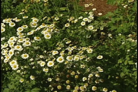 Feverfew flowers 库存影片 11780653