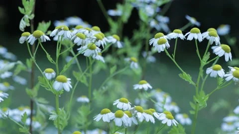 Feverfew Flowers Gently Swaying Stock Footage 201209200