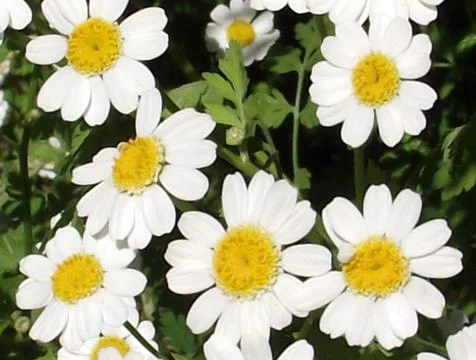 Feverfew Flowers Stock Photos