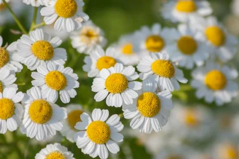 Feverfew Stock Photos