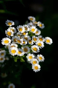 Feverfew Stock Photos