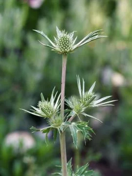 Feverweed Stock Photos