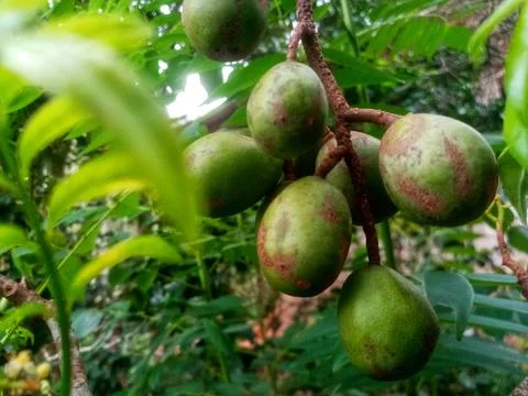 A few ambarella nuts Foto stock