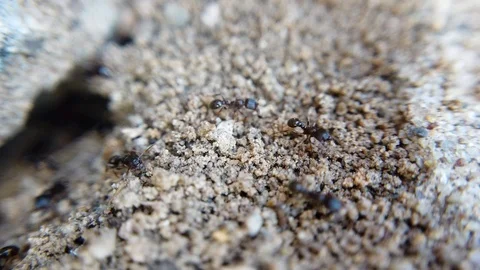 A few ants are seen walking around cracks of small pebbles and dirt. Stock Footage 116623809
