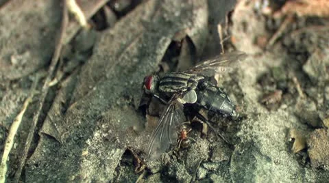 Few Ants Attack Fly Stock Footage 10594149