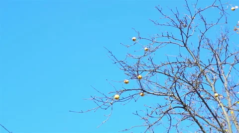 A few apples on the branch of a tree without leaves on a background of blue sky Video stock 42852435